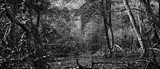 Rio Iratapuru, Amapá 